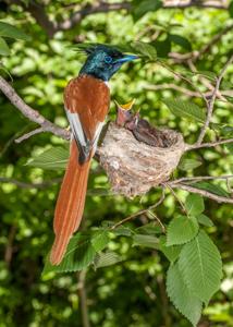 Terpsiphone paradisi leucogaster