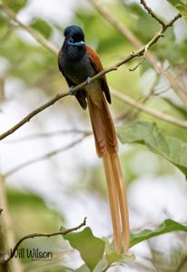 Terpsiphone viridis