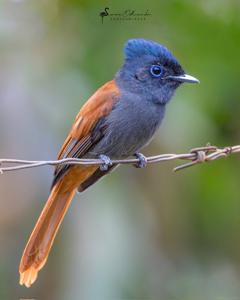 Terpsiphone viridis