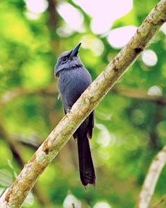 Terpsiphone cyanescens