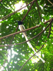 Terpsiphone paradisi