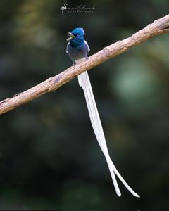Terpsiphone viridis