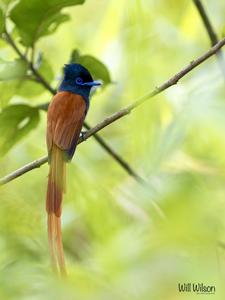 Terpsiphone viridis