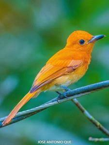 Terpsiphone cinnamomea