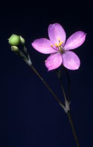 Phemeranthus parviflorus