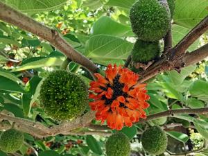 utils/thumbs/Moraceae/Broussonetia_WusJu58AWx6FfJUbh3FnPh.jpg