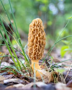 utils/thumbs/Morchellaceae/Morchella_7bVbsVeJHzhEmpiYXA6jQT.jpg