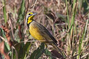 Macronyx fuellebornii