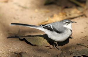 utils/thumbs/Motacillidae/Motacilla_6MMsw8usAkHWccqkWGqCVv.jpg