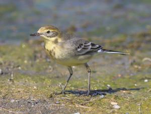 Motacilla citreola calcarata