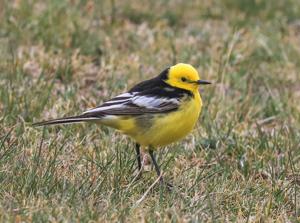 Motacilla citreola calcarata