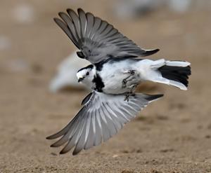 Motacilla alba