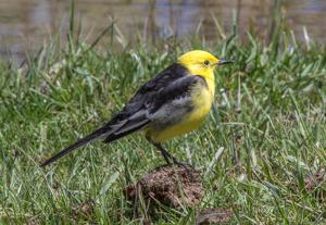 Motacilla citreola calcarata