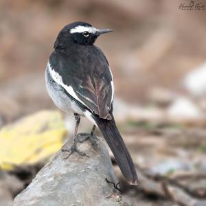 Motacilla maderaspatensis