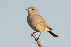 utils/thumbs/Muscicapidae/Agricola_7mZrAsZv9PJxxdg2xmiMjT.jpg