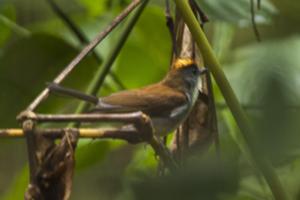 utils/thumbs/Muscicapidae/Alethe_TACYA7knfj8LxWTg8dk8E7.jpg