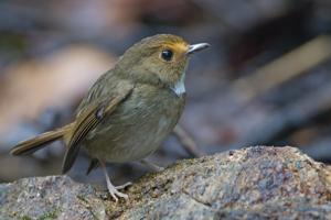 Anthipes solitaris