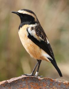 utils/thumbs/Muscicapidae/Campicoloides_TSXearHNNz4Se8xBDg3Xmr.jpg
