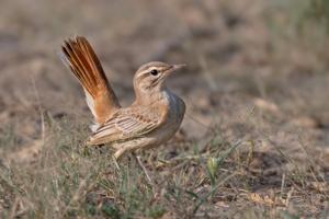 Cercotrichas galactotes