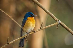 utils/thumbs/Muscicapidae/Cyornis_JtgDuKhkwioxTkMGCsdfMr.jpg