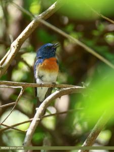 Cyornis rubeculoides