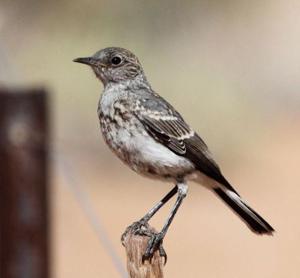 utils/thumbs/Muscicapidae/Emarginata_fJninSmhn7KtzHG842caZe.jpg