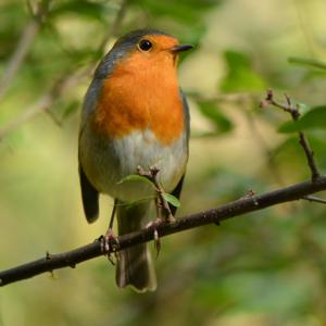 Erithacus rubecula