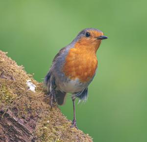 Erithacus rubecula