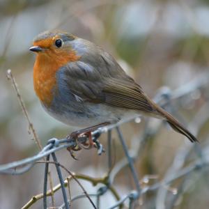 Erithacus rubecula