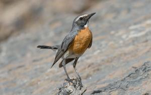 utils/thumbs/Muscicapidae/Irania_Xrq4dTuaSdrsdXDqLUfdXr.jpg