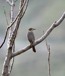 Monticola rufiventris