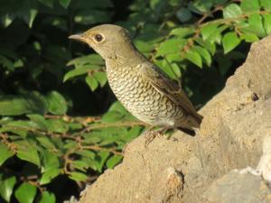 Monticola cinclorhyncha