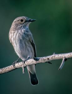 Muscicapa griseisticta