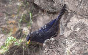 Myophonus caeruleus turcestanicus