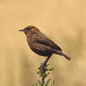 Myrmecocichla formicivora