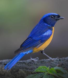 utils/thumbs/Muscicapidae/Niltava_4ArshLcMATnAMPkvvKKbUL.jpg