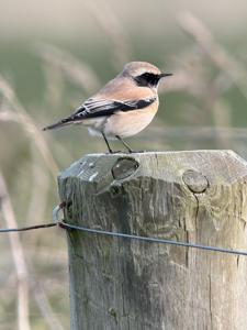 utils/thumbs/Muscicapidae/Oenanthe_T8ZtHDtP3fM4CSufqmXfVP.jpg