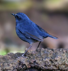 Phoenicurus fuliginosus