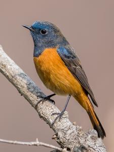 Phoenicurus frontalis