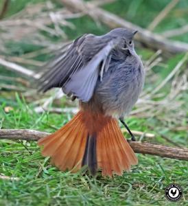 Phoenicurus ochruros