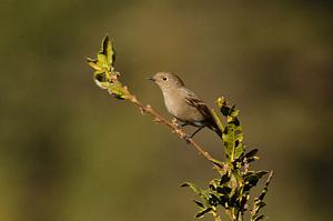 Phoenicurus frontalis
