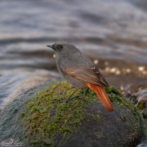 Phoenicurus fuliginosus