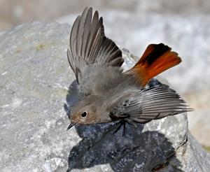 Phoenicurus ochruros