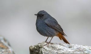 utils/thumbs/Muscicapidae/Rhyacornis_dYr4BmNqhdeTXxQTiCxxwa.jpg