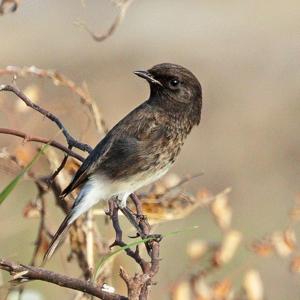 utils/thumbs/Muscicapidae/Saxicola_2xXvTxrME8Ks5vBT5FdV34.jpg