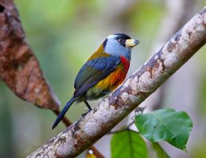 utils/thumbs/Muscicapidae/Semnornis_HXs9C6dJoV3XuVVskPfQvQ.jpg