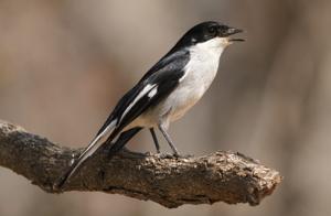 Sigelus silens