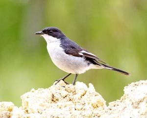 utils/thumbs/Muscicapidae/Sigelus_oAu77aoM3XWxcR5y6EsySi.jpg