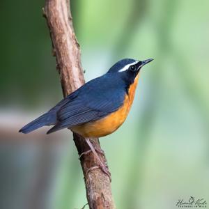 utils/thumbs/Muscicapidae/_WbPSwQDBvSvpkpV7V4Agtj.jpg