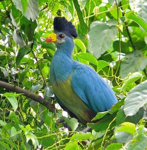 Corythaeola cristata